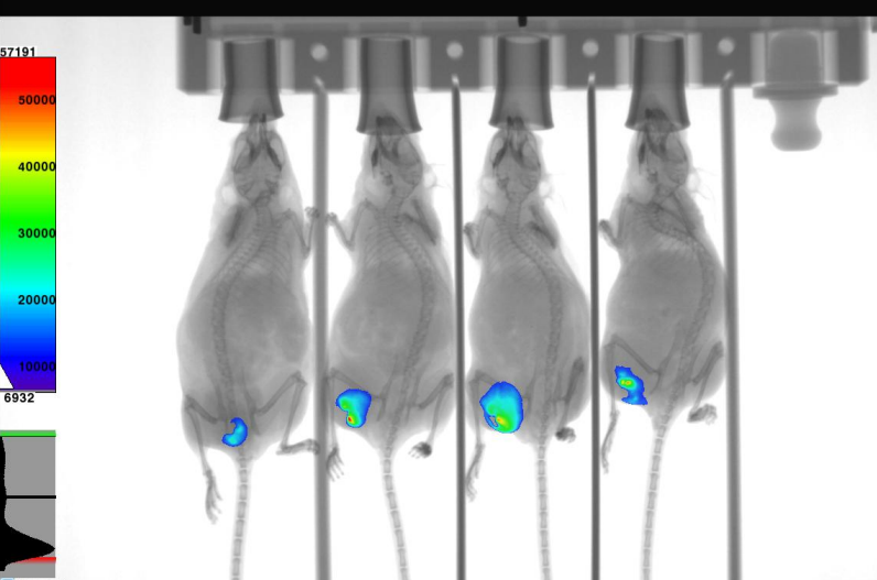 冷泉港生物科技股份有限公司